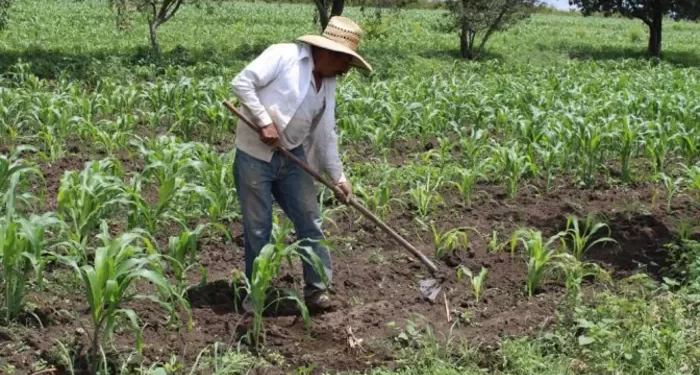 EL APOYO DEL GOBIERNO A ADULTOS MAYORES DEL MEDIO RURAL, NO COMPENSA LA REDUCCIÓN Y DESAPARICIÓN DE PROGRAMAS DEL AGRO