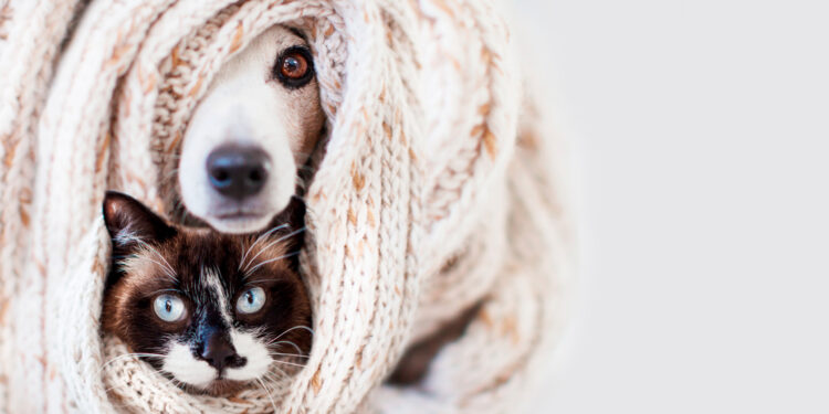 El pelaje de los perros no es suficiente para que soporten el clima extremo