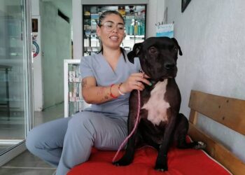 Por ley, habrá clínicas veterinarias públicas en todo México (Video)