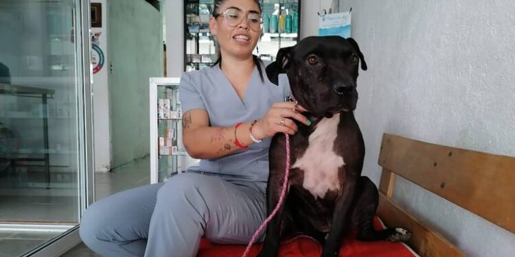 Por ley, habrá clínicas veterinarias públicas en todo México (Video)