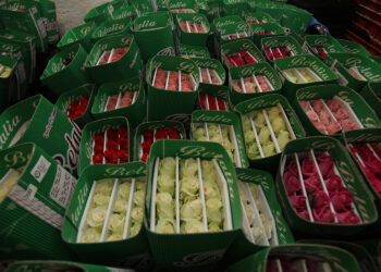 Garantizan productores abasto de flores ornamentales para festejos de 14 de febrero: Agricultura