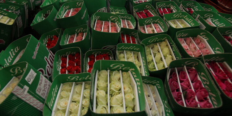 Garantizan productores abasto de flores ornamentales para festejos de 14 de febrero: Agricultura