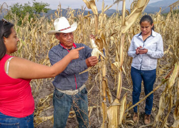 A partir de este lunes, beneficiará Producción para el Bienestar a 1.84 millones de productores de 25 estados