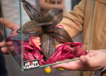 Protege Agricultura recursos genéticos de la orquídea de la vainilla; tiene impacto económico, cultural, ecológico y social