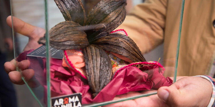 Protege Agricultura recursos genéticos de la orquídea de la vainilla; tiene impacto económico, cultural, ecológico y social