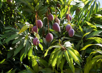 Contribuyen acciones de sanidad e inocuidad de Agricultura a detonar el desarrollo de las regiones mangueras de México