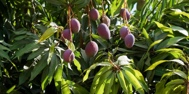 Contribuyen acciones de sanidad e inocuidad de Agricultura a detonar el desarrollo de las regiones mangueras de México