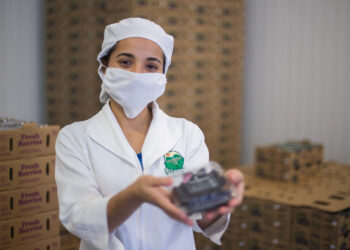 Estima Agricultura producción de alrededor de 300 millones de toneladas de alimentos en 2023