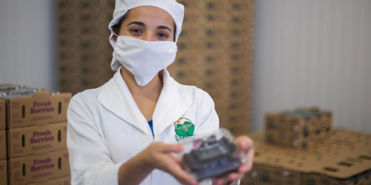 Estima Agricultura producción de alrededor de 300 millones de toneladas de alimentos en 2023