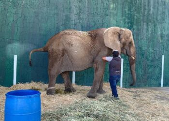 LA SALUD DE LA ELEFANTA ANNIE ESTÁ EN RIESGO, ASÍ COMO LA SEGURIDAD DE MUCHAS PERSONAS