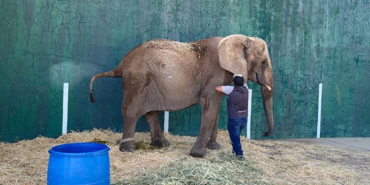 LA SALUD DE LA ELEFANTA ANNIE ESTÁ EN RIESGO, ASÍ COMO LA SEGURIDAD DE MUCHAS PERSONAS
