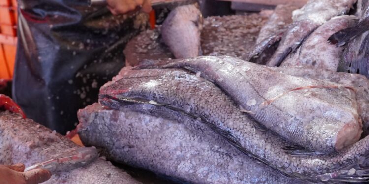 En cuaresma, garantizan productores abasto de pescados y mariscos de producción nacional y precios accesibles: Agricultura