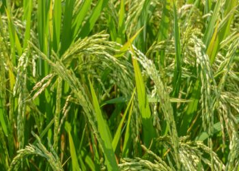 Alberga INIFAP de Morelos el banco más importante de germoplasma de arroz