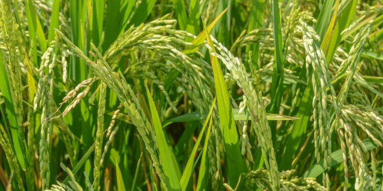 Alberga INIFAP de Morelos el banco más importante de germoplasma de arroz