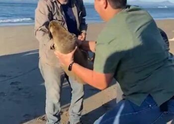 BAJO OBSERVACIÓN VETERINARIA «LOBITA MARINA“ RESCATADA EN PLAYAS DE NAVOLATO
