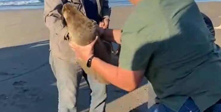 BAJO OBSERVACIÓN VETERINARIA «LOBITA MARINA“ RESCATADA EN PLAYAS DE NAVOLATO