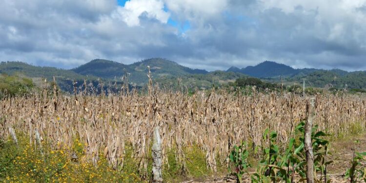 DEBE MÉXICO FORTALECER CIENCIA, ESPECIALIZACIÓN Y TECNIFICACIÓN AL CAMPO EN MOMENTOS DE CRISIS: UMFFAAC