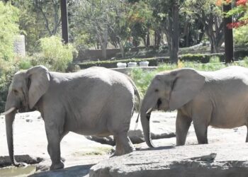 TRAS ASEGURAR A LA ELEFANTA ANNIE, LA PROFEPA REVISA INSTALACIONES DE ZOOS DE LA AZCARM PARA GARANTIZAR SU MEJOR DESTINO