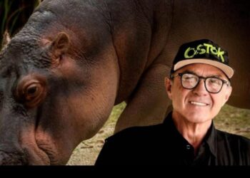 SEGUIMOS LISTOS Y DISPUESTOS PARA TRANSLOCAR A  LOS HIPOPÓTAMOS DE COLOMBIA: AZCARM