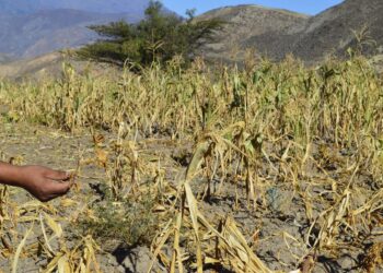 PERMANECE INCERTIDUMBRE EN EL CAMPO POR DECRETO QUE PROHIBIRÁ EL GLIFOSATO: UMFFAAC