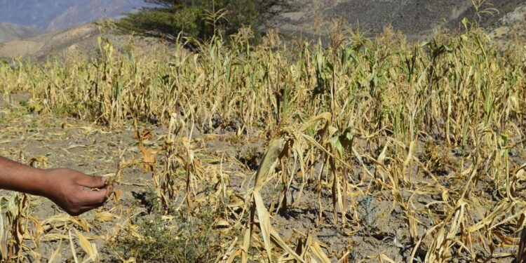 PERMANECE INCERTIDUMBRE EN EL CAMPO POR DECRETO QUE PROHIBIRÁ EL GLIFOSATO: UMFFAAC