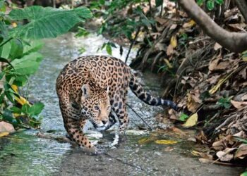 LAS 43 ÁREAS NATURALES PROTEGIDAS DE LA 4T SIN PROGRAMAS DE MANEJO SON SÓLO INSTRUMENTOS PARA OCULTAR LA MALA GESTIÓN DE LA SEMARNAT Y TAPAR NIDOS DE CORRUPCIÓN