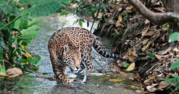 LAS 43 ÁREAS NATURALES PROTEGIDAS DE LA 4T SIN PROGRAMAS DE MANEJO SON SÓLO INSTRUMENTOS PARA OCULTAR LA MALA GESTIÓN DE LA SEMARNAT Y TAPAR NIDOS DE CORRUPCIÓN