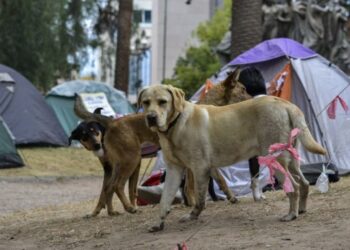 Perros domesticados caminan miles de kilómetros hasta la frontera de México con EU para ser abandonados por los migrantes