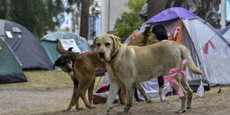 Perros domesticados caminan miles de kilómetros hasta la frontera de México con EU para ser abandonados por los migrantes