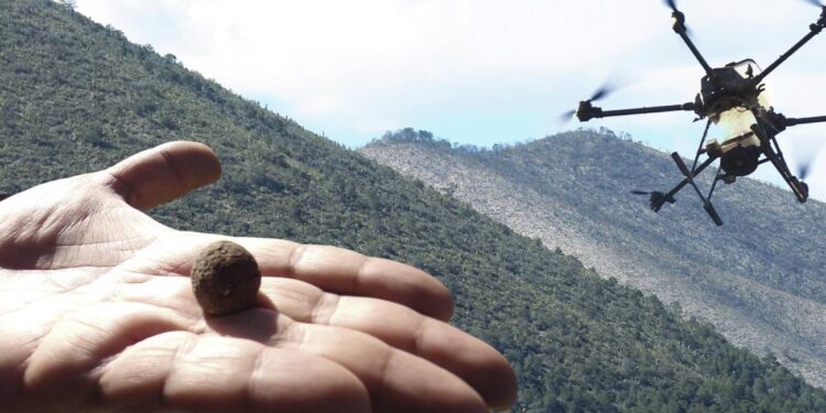 Reforestación con dron: el proyecto piloto que busca revivir la Sierra de Arteaga