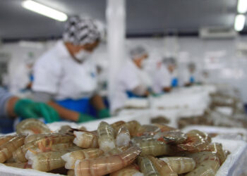 Garantizado abasto de camarón en cuaresma: productores pesqueros y acuícolas