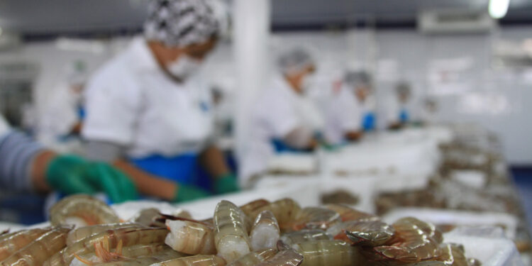 Garantizado abasto de camarón en cuaresma: productores pesqueros y acuícolas