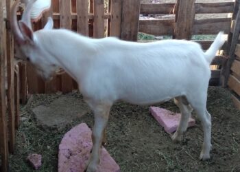 Promueve Agricultura intercalado de caprinos para mejorar productividad y resiliencia al medio ambiente