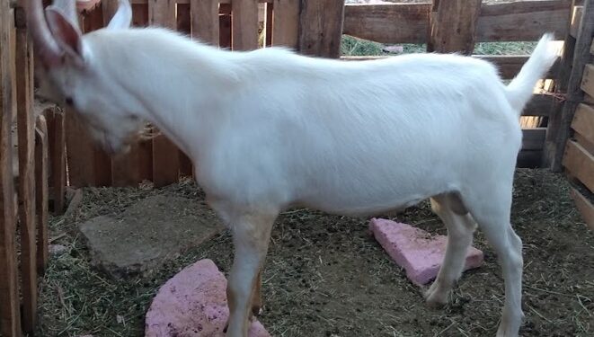 Promueve Agricultura intercalado de caprinos para mejorar productividad y resiliencia al medio ambiente
