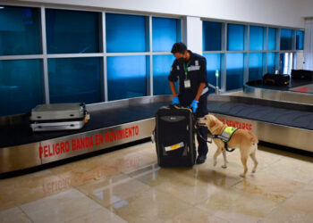 Llama Agricultura a los turistas a informarse sobre los alimentos que pueden o no ingresar a México