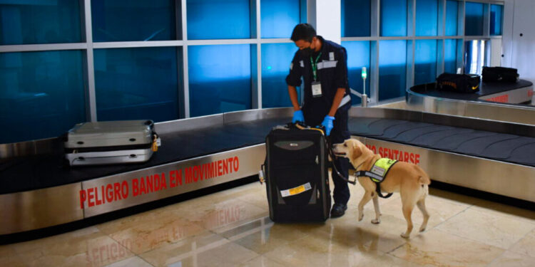 Llama Agricultura a los turistas a informarse sobre los alimentos que pueden o no ingresar a México