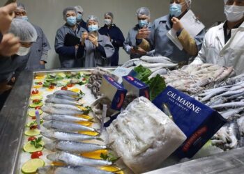 México y Japón buscan impulsar el comercio de vieiras en Ensenada, Baja California