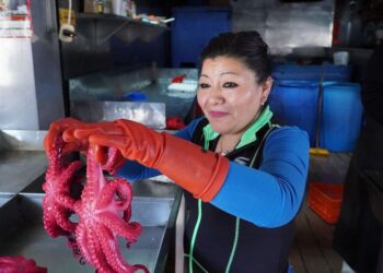 Garantizan productores abasto de ostión y pulpo (Video)