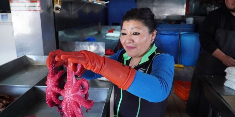 Garantizan productores abasto de ostión y pulpo (Video)