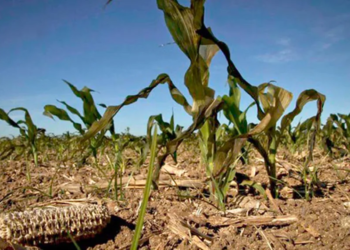 LA FALTA DE ALIMENTOS EN MÉXICO, EMPEZARÁ A MANIFESTARSE ANTES DE QUE LÓPEZ OBRADOR TERMINE SU PERIODO DE GOBIERNO