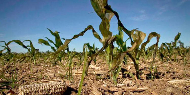 LA FALTA DE ALIMENTOS EN MÉXICO, EMPEZARÁ A MANIFESTARSE ANTES DE QUE LÓPEZ OBRADOR TERMINE SU PERIODO DE GOBIERNO