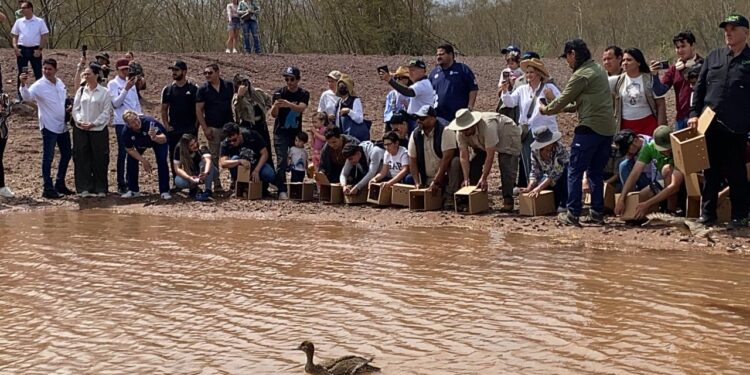 EN TRES AÑOS OSTOK SANCTUARY HA RESCATADO MIL 800 ANIMALES SILVESTRES