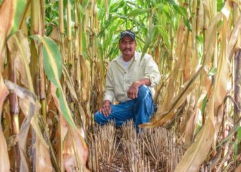 Se incrementa producción de maíz con alternativas de labranza en la Mixteca Poblana
