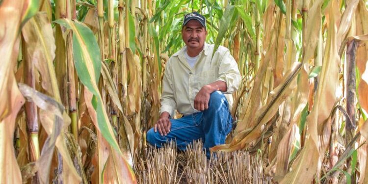 Se incrementa producción de maíz con alternativas de labranza en la Mixteca Poblana