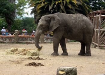 NEGLIGENCIA DE LA SEMARNAT PONE EN RIESGO A LA ELEFANTA ANNIE