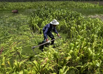 Gobierno de México salvaguarda la seguridad agroalimentaria del país