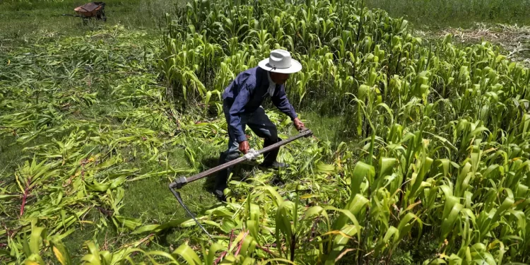 Gobierno de México salvaguarda la seguridad agroalimentaria del país