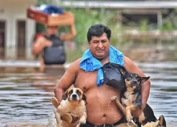 Jóvenes rescatan animales olvidados en las inundaciones en la amazonía de Bolivia