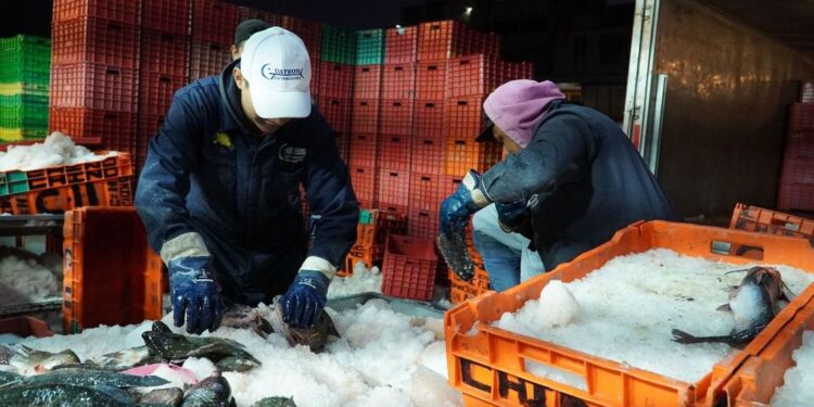 Producen pescadores y acuicultores 26% de la producción anual de pescados y mariscos durante cuaresma