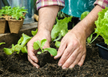 Recomiendan comprar plantas que se adapten al clima de cada región